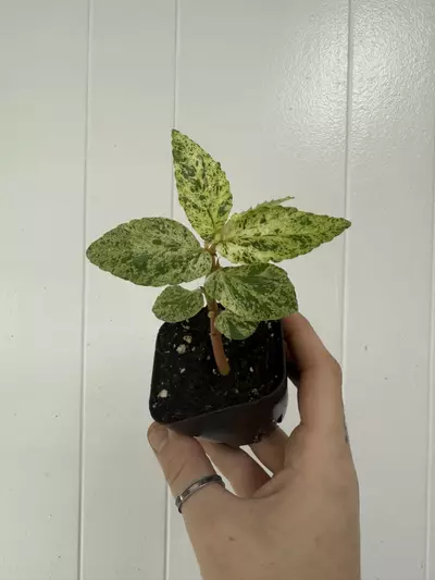 plant/Begonia Peppermint Variegated-0-thumbnail