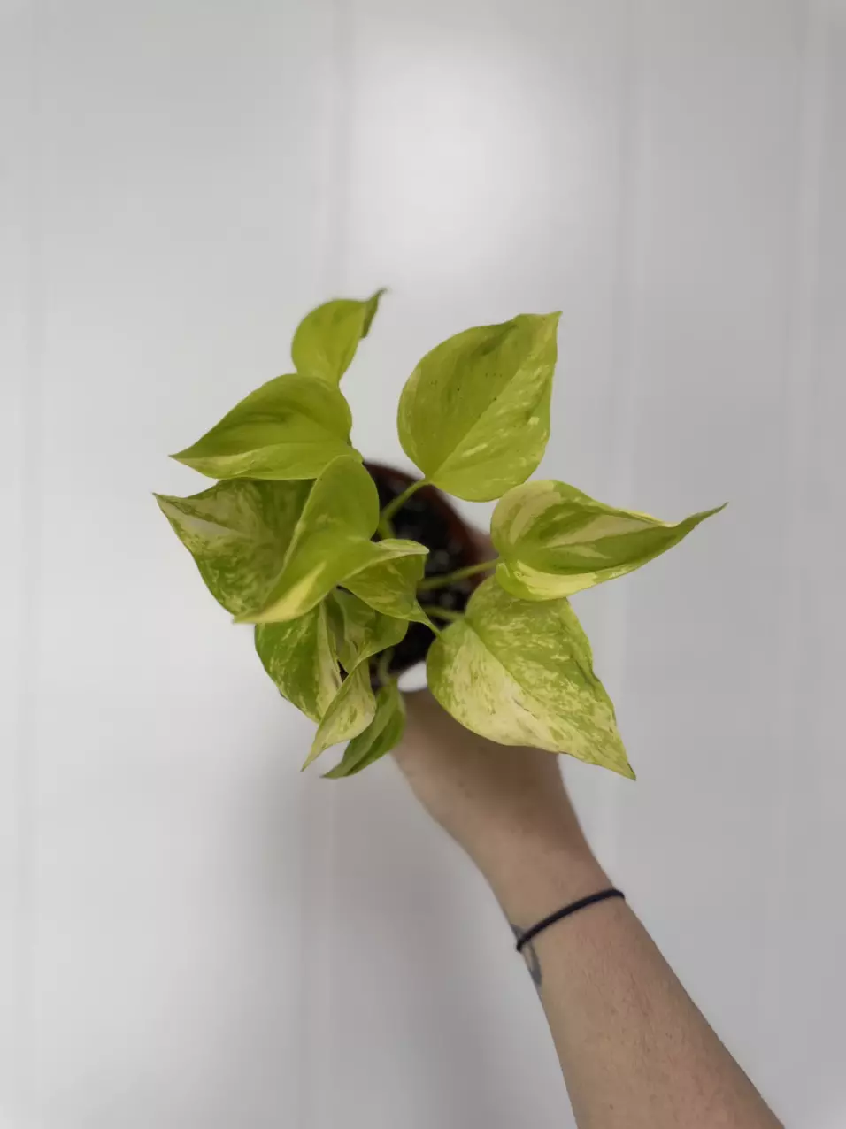 plant/Teruno ‘Champs’ Pothos-0