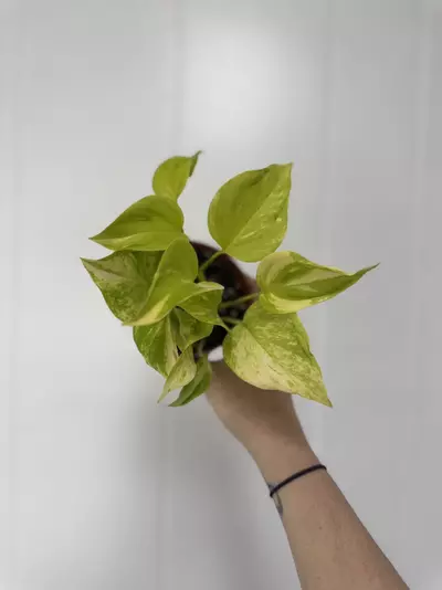 plant/Teruno ‘Champs’ Pothos-0-thumbnail