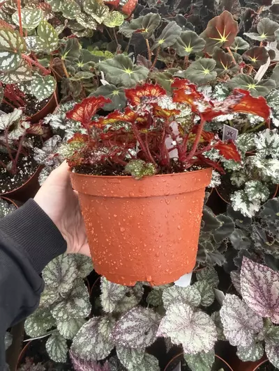 plant/Begonia Harmony's Cherry Bomb 6” Pot Growers Choice-3-thumbnail