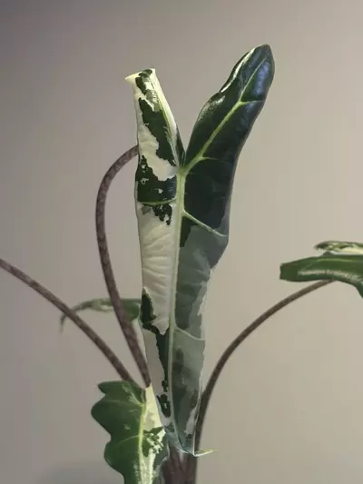 plant/Alocasia Sarian Albo *CORM*-2-thumbnail