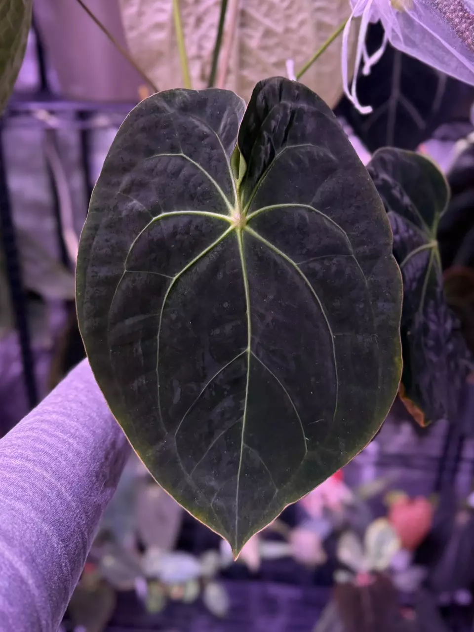 plant/(#1270) Anthurium (forgetii x BVEP) x “Dark Web”-1