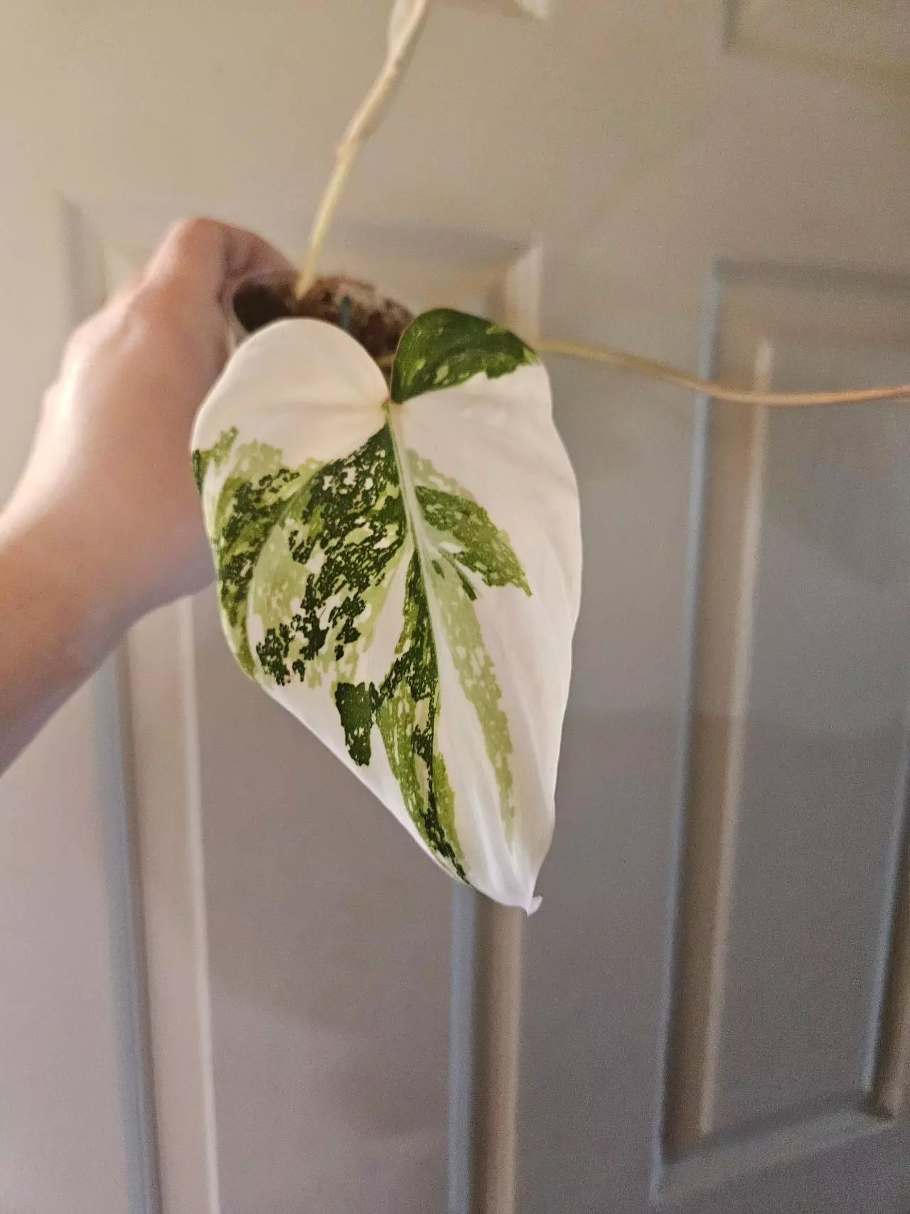 plant/Philodendron gloriosum type 2-1