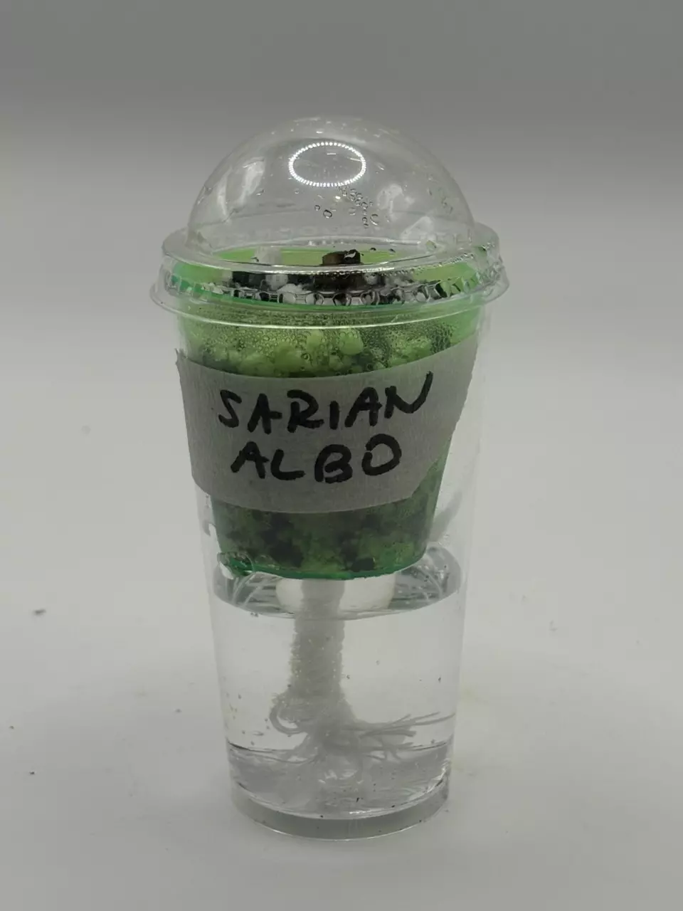 plant/Alocasia Sarian Albo *CORM*-4