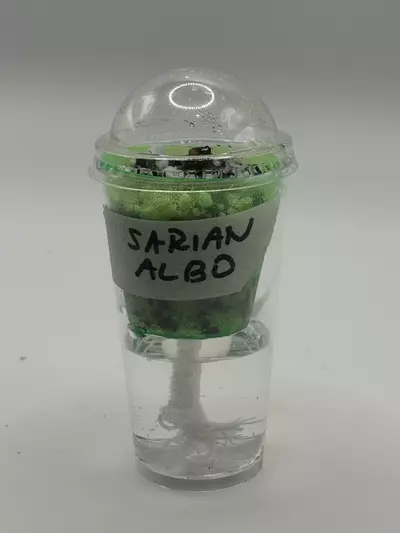 plant/Alocasia Sarian Albo *CORM*-4-thumbnail