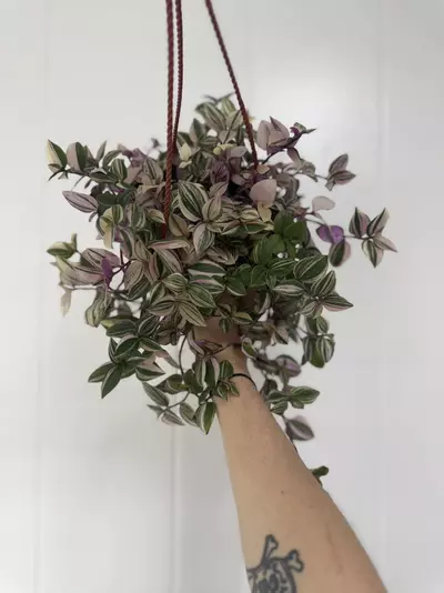 plant/Tradescantia Tricolor-0-thumbnail