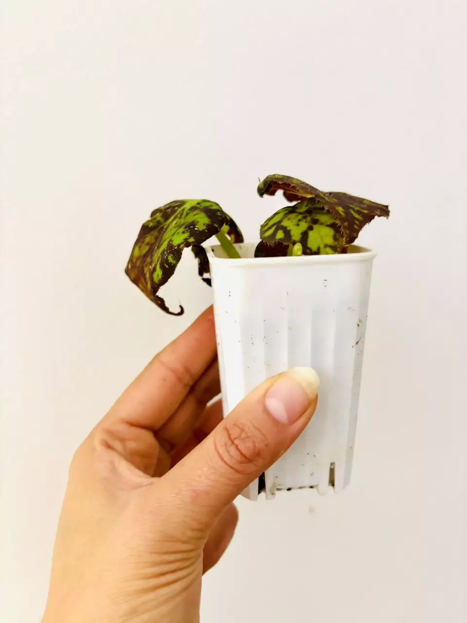 plant/Begonia Rajah Plant-2