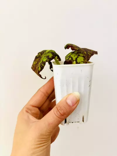 plant/Begonia Rajah Plant-2-thumbnail