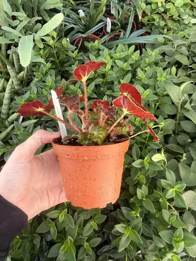 plant/Harmony’s Stella Begonia 4” pot Growers Choice-3-thumbnail