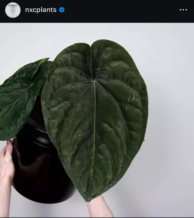 plant/(#1266) Anthurium “Hobgoblin” x “Wonderboy A” self made by @nxcplants-1-thumbnail