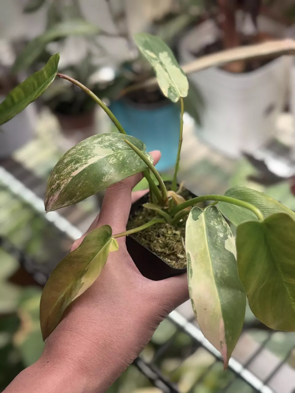 plant/philodendron Florida beauty x spiritus sancti variegated-1