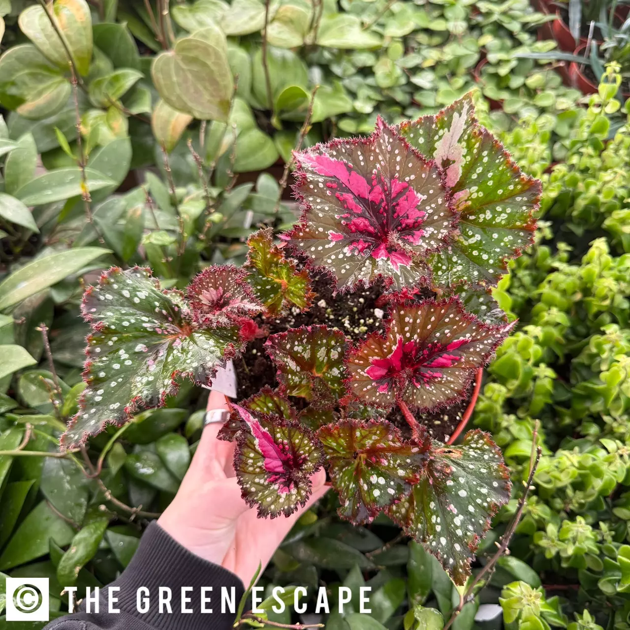 plant/Harmony's Big Bang begonia 6”pot Growers Choice-0