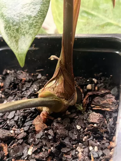 plant/Anthurium Circus Peanuts flowering size-2-thumbnail