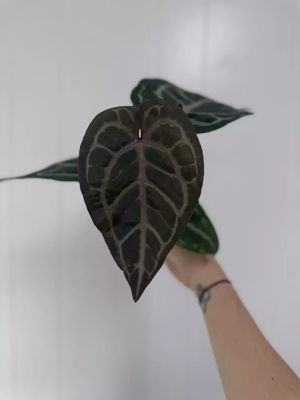 plant/Anthurium Red Crystallinum X SKG Silver-0