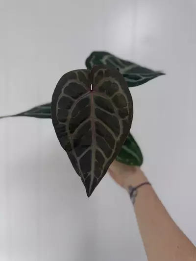 plant/Anthurium Red Crystallinum X SKG Silver-0-thumbnail