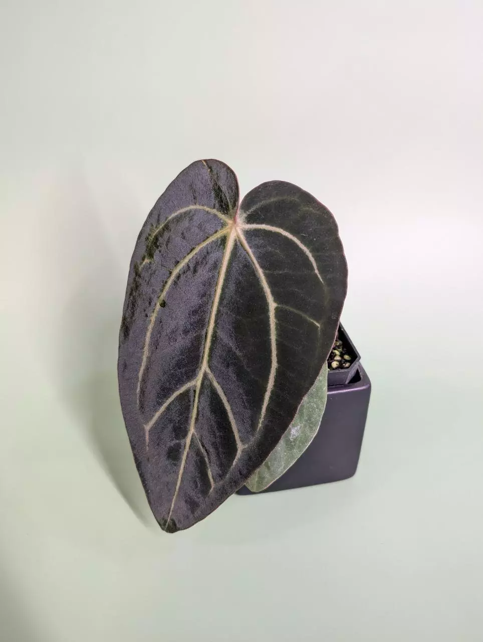 plant/(Carla Round x GPH) x (dress x carla)-0