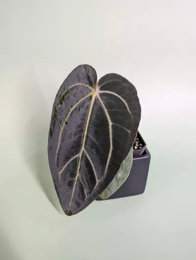 plant/(Carla Round x GPH) x (dress x carla)-0-thumbnail