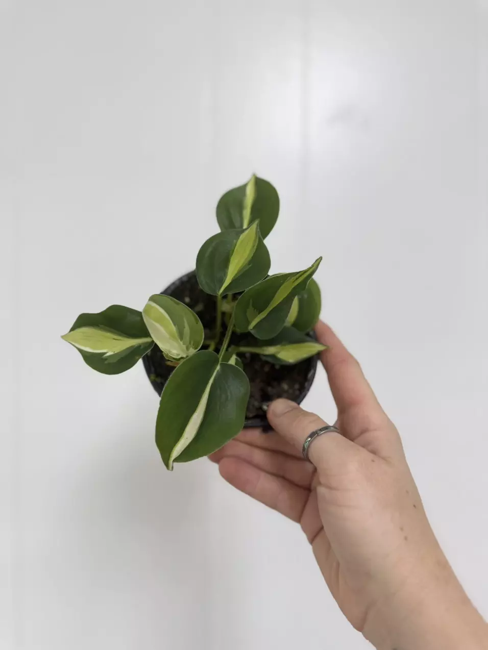 plant/Philo Brasil-0