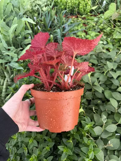 plant/Harmony’s Midnight Magic 6” Pot Growers Choice-3-thumbnail