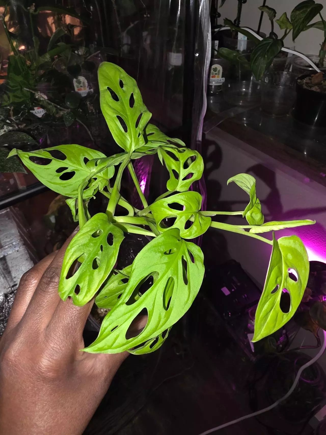 plant/Scindapsus/ adansonii bundle.-0