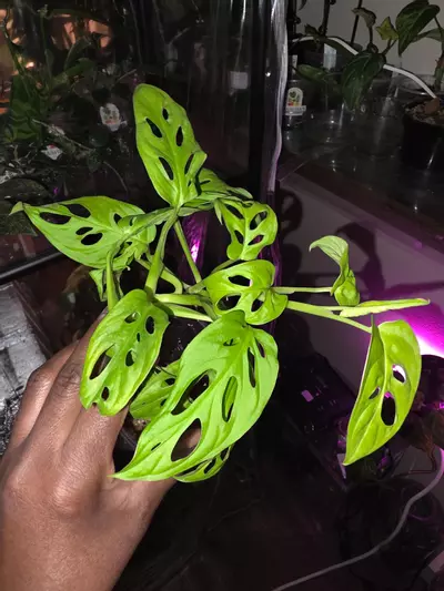 plant/Scindapsus/ adansonii bundle.-0-thumbnail