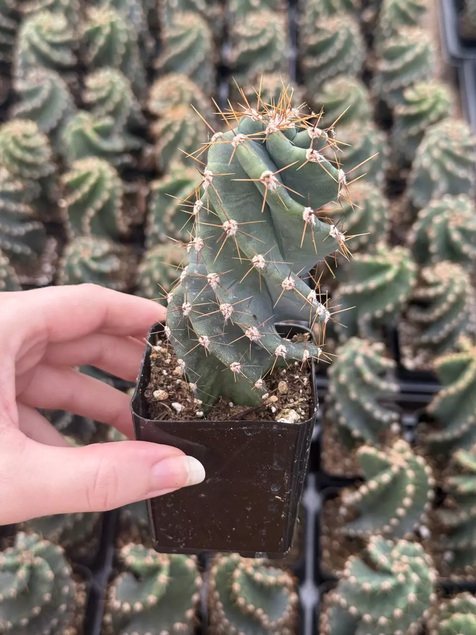 plant/Cereus forbesii spiralis | Spiral Cactus | 2.5” Pot-1
