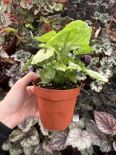 plant/Syngonium Roxana 4” Pot Growers Choice-2-thumbnail