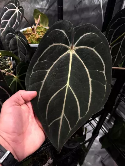 plant/(#1272) Anthurium (RA5xRA10) x “Sandía”-2-thumbnail