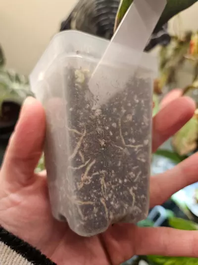 plant/Aceh meredithi splash-1-thumbnail