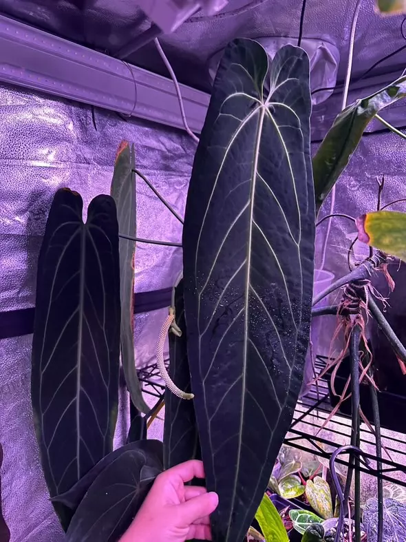 plant/(#1271) Anthurium gx. “World War” *dark and flat!*-2