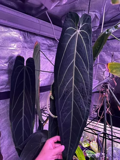 plant/(#1271) Anthurium gx. “World War” *dark and flat!*-2-thumbnail