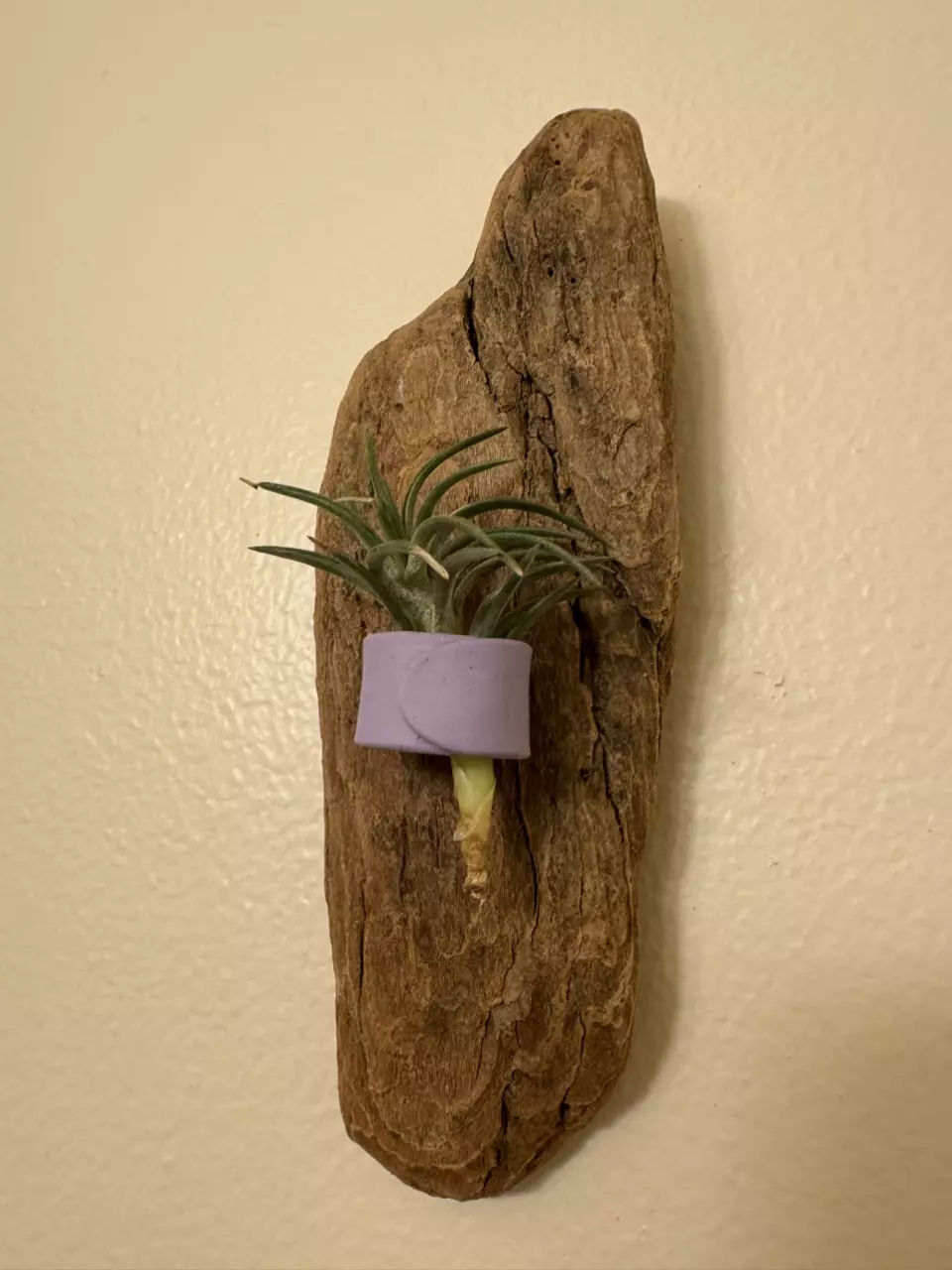 plant/Air Plant Ready Driftwood Display with Clay Ring Mount #22-0