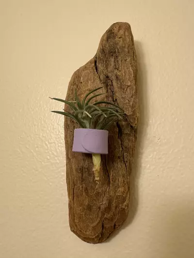 plant/Air Plant Ready Driftwood Display with Clay Ring Mount #22-0-thumbnail