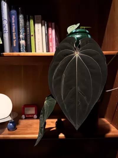 plant/(#1275) Anthurium ((pap x mag) x BVEP) x (carla x BVEP)-2-thumbnail