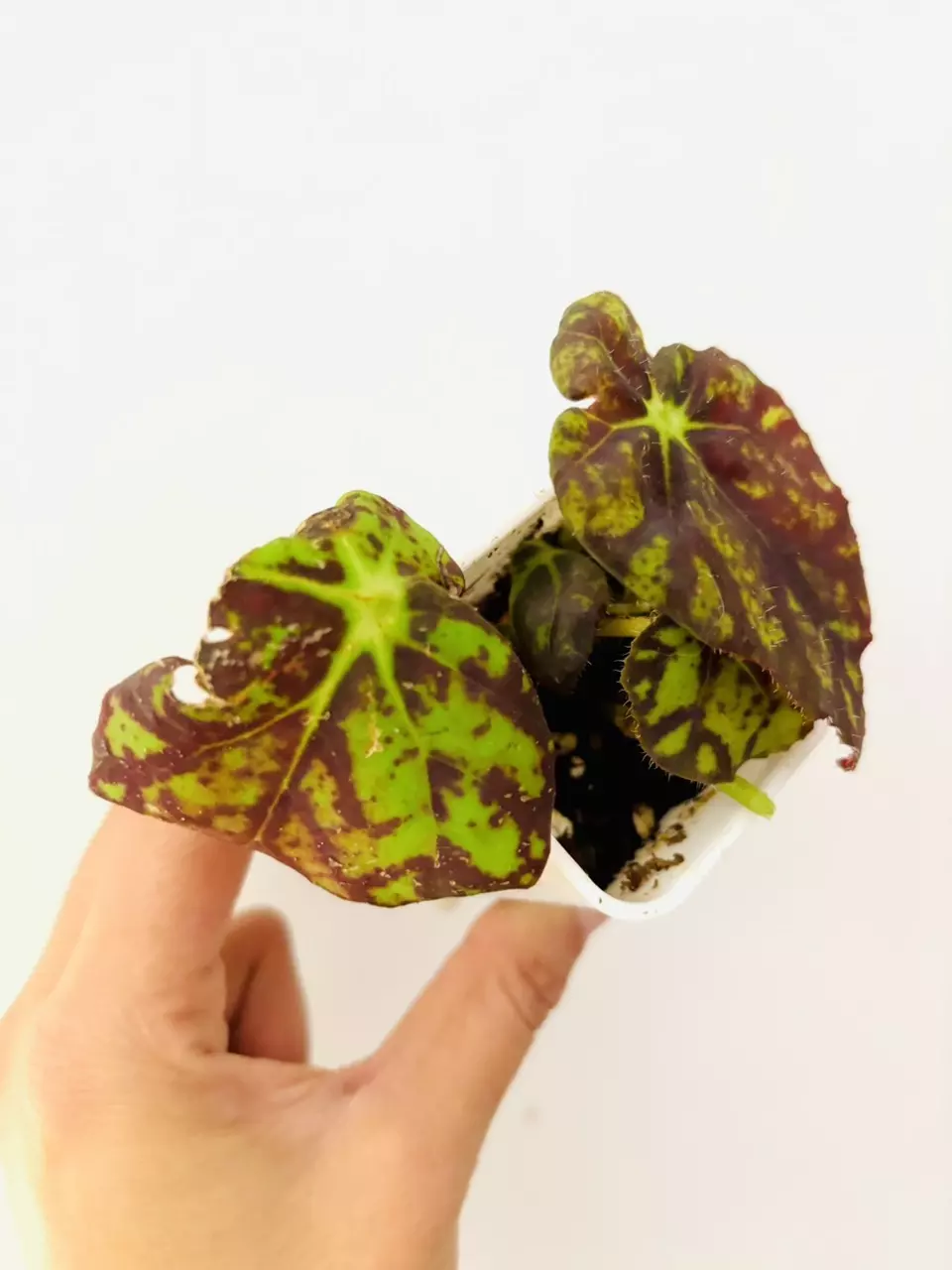 plant/Begonia Rajah Plant-1