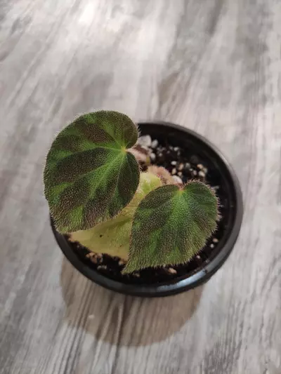plant/Begonia U693-0-thumbnail