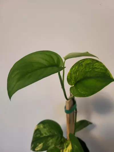 plant/Scindapsus jade variegated ( top cut)-2-thumbnail