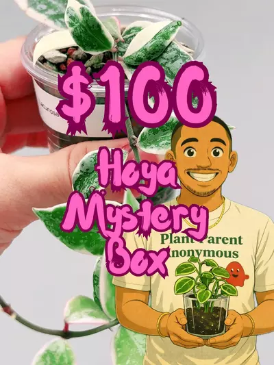 plant/🎁$100 Hoya Mystery Box🎁-0-thumbnail