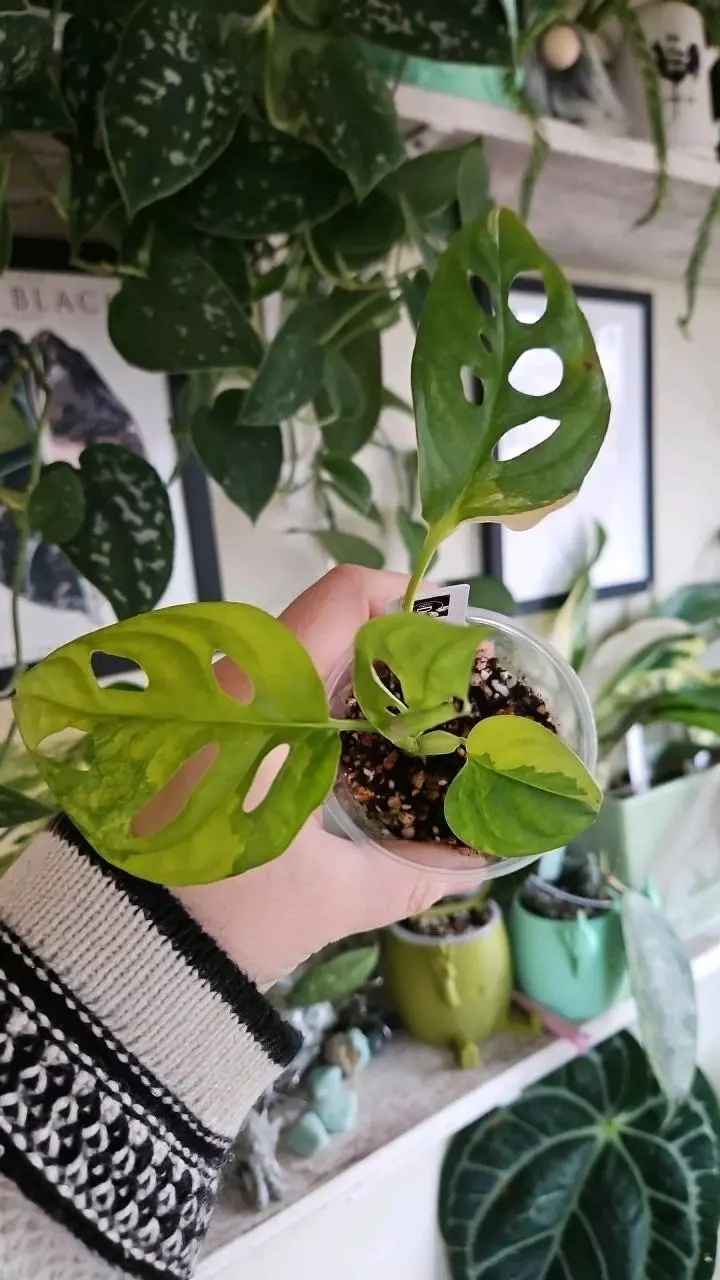 plant/Syngonium mottled mint aurea-1