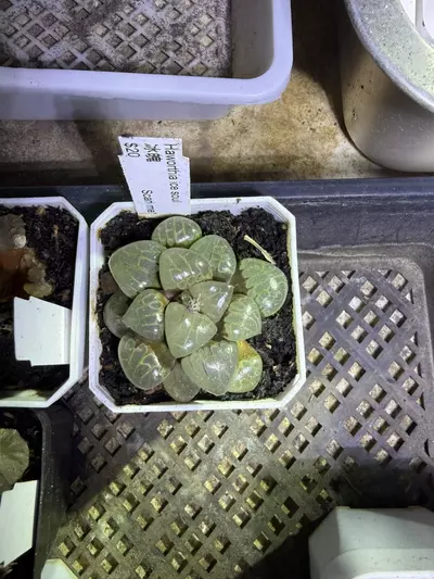 plant/Ice soul-0-thumbnail