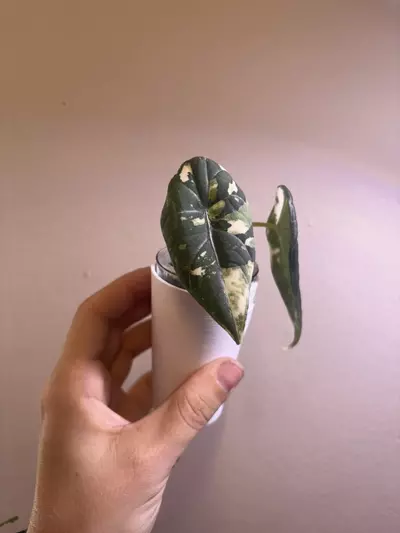 plant/✨Alocasia Maharani Albo/Pink✨-2-thumbnail