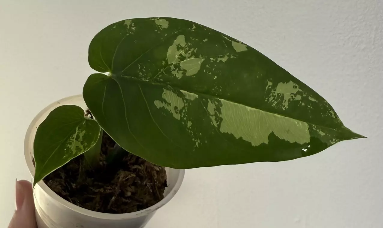 plant/Syngonium Chiapense-0