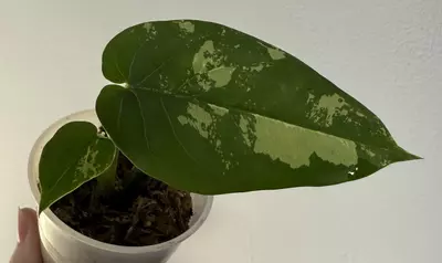 plant/Syngonium Chiapense-0-thumbnail