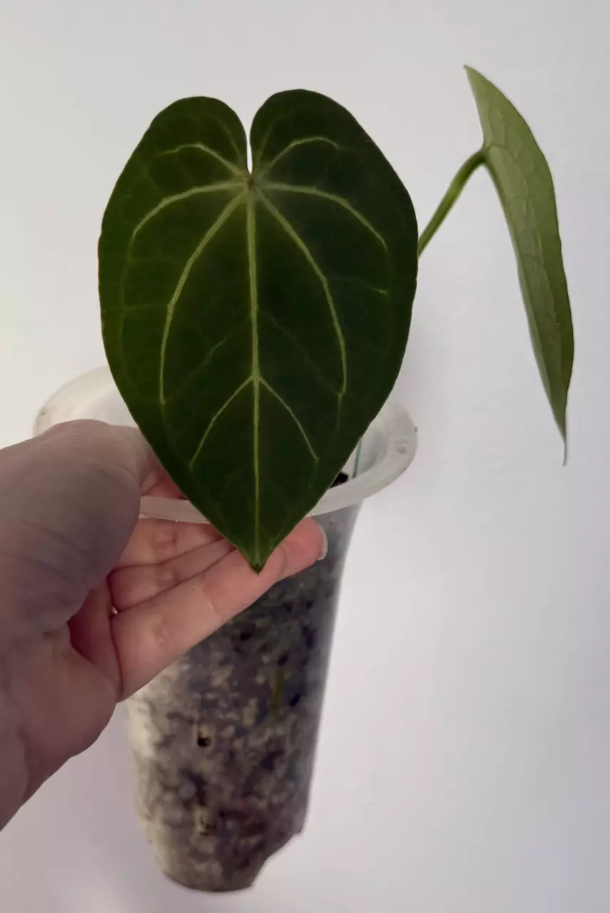 plant/Pure Skg Dress OFFSET-2