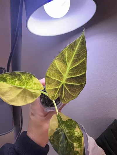 plant/✨Alocasia Regal Shield Aurea✨-2-thumbnail