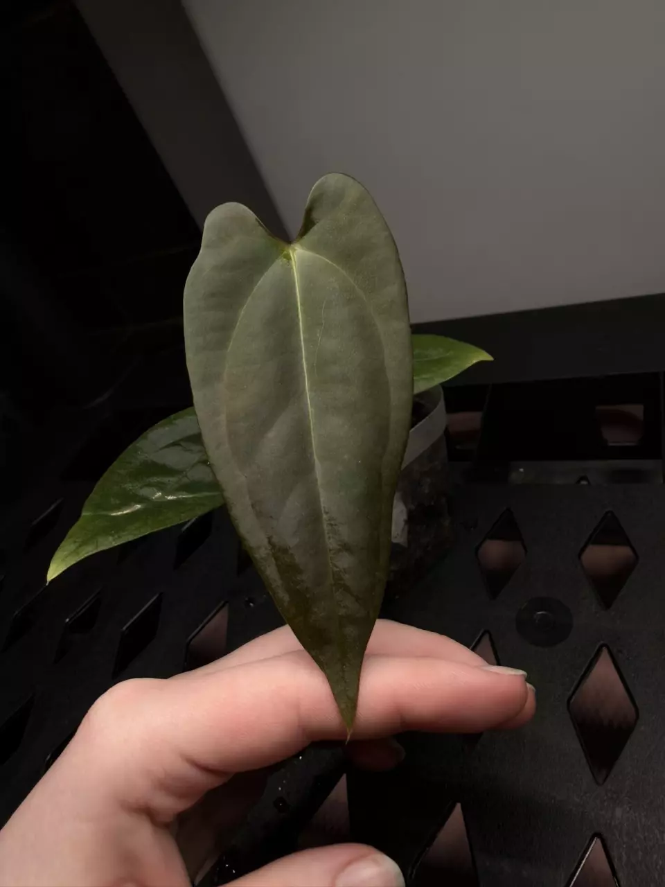 plant/Hold till February 9th-0