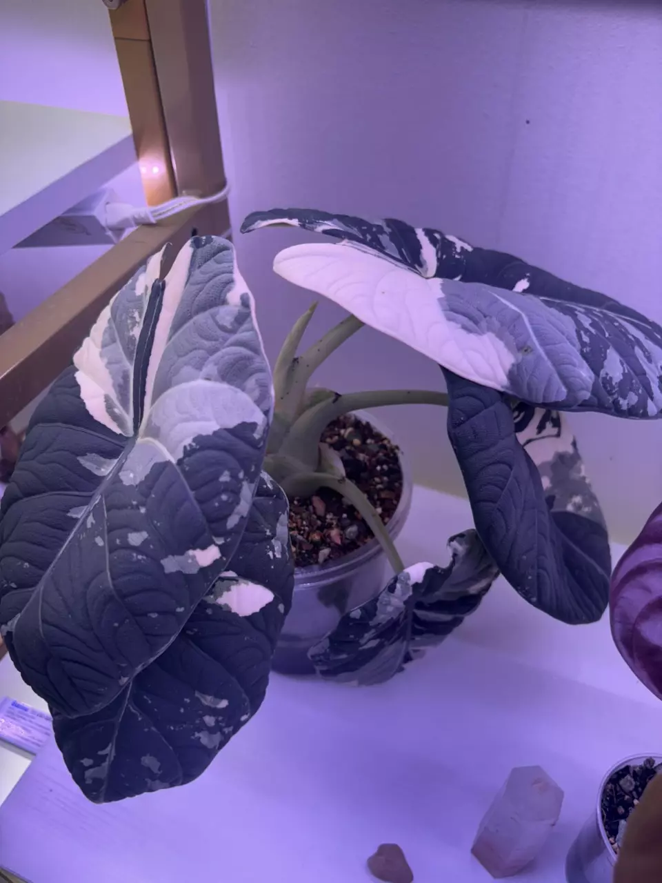 plant/✨Alocasia Maharani Albo/Pink✨-3