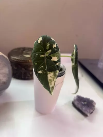 plant/✨Alocasia Maharani Albo/Pink✨-0-thumbnail