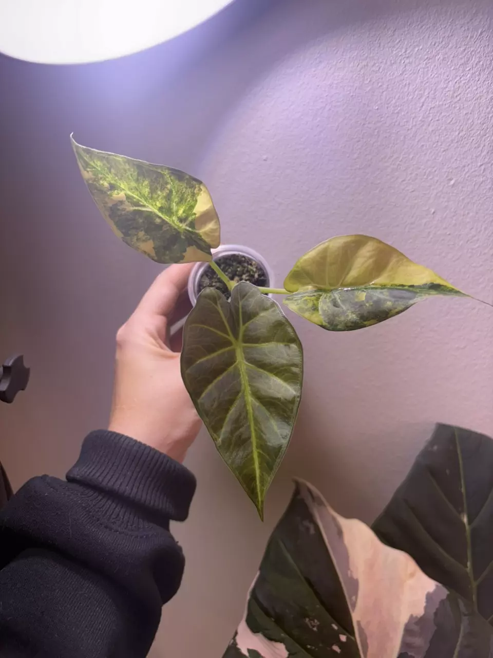 plant/✨Alocasia Regal Shield Aurea✨-1