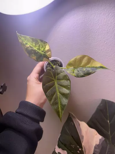 plant/✨Alocasia Regal Shield Aurea✨-1-thumbnail